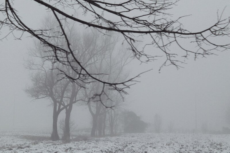 Bare Trees in Snow — White, Dreary