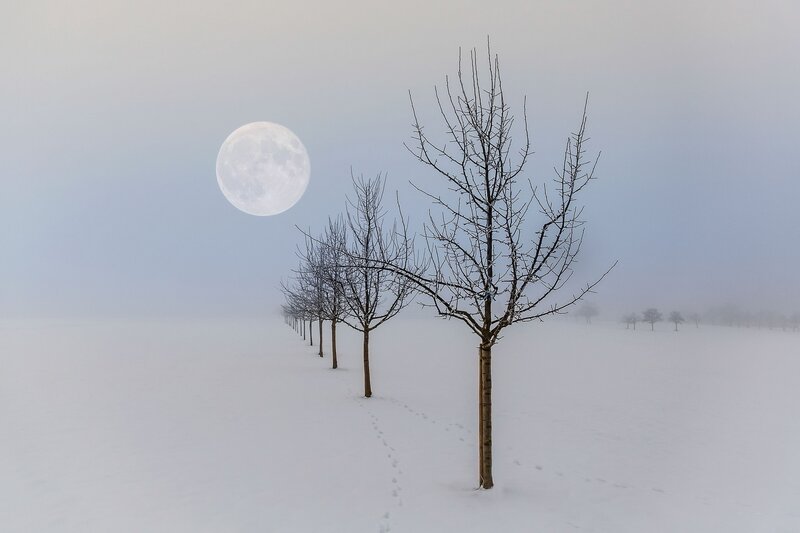 Bare Trees in Snow — White, Serene, Night
