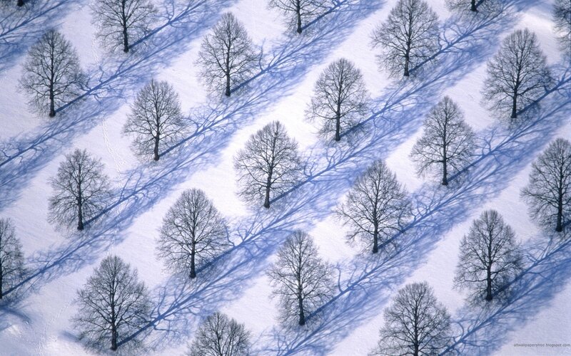 Bare Trees in Snow — White, Serene