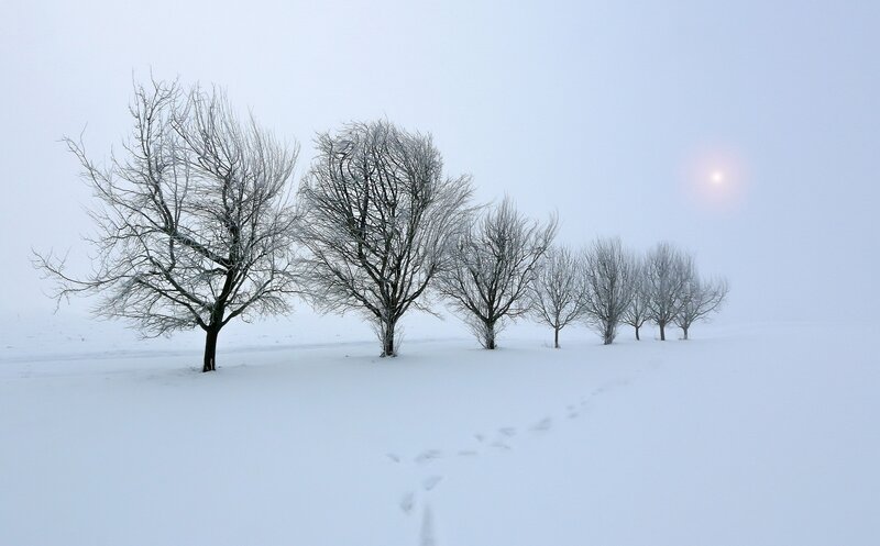 Bare Trees in Snow — White, Serene, Winter, Photograph, Footprints