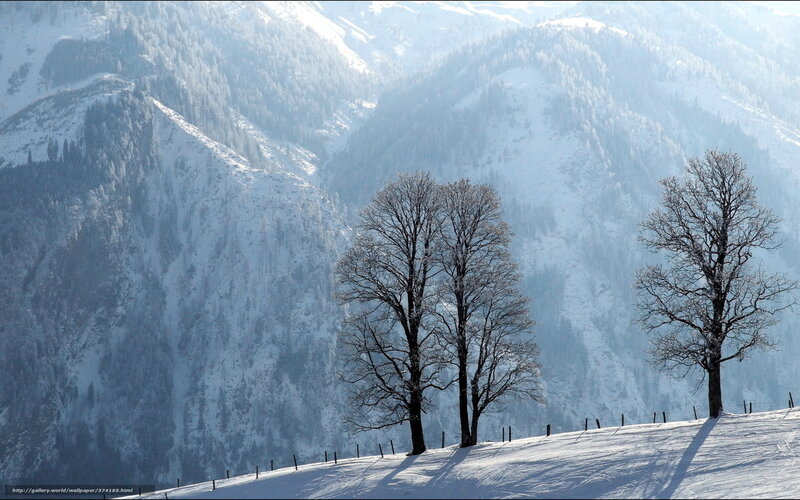Bare Trees in Snow — White, Serene, Winter, Photograph, Mountains