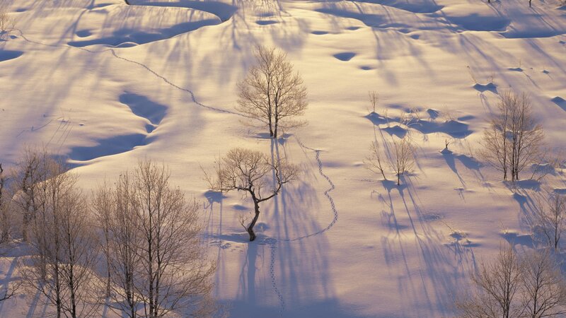 Bare Trees in Snow — White, Serene, Winter, Photograph, Shadows