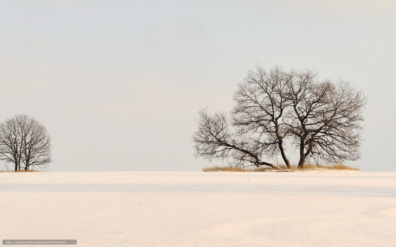 Bare Trees in Snow — White, Serene, Winter, Photograph, Sky