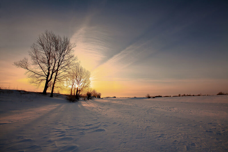 Bare Trees in Snow — White, Serene, Winter, Photograph
