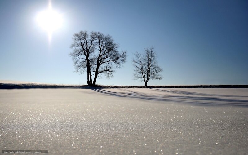Bare Trees in Snow — White, Serene, Winter