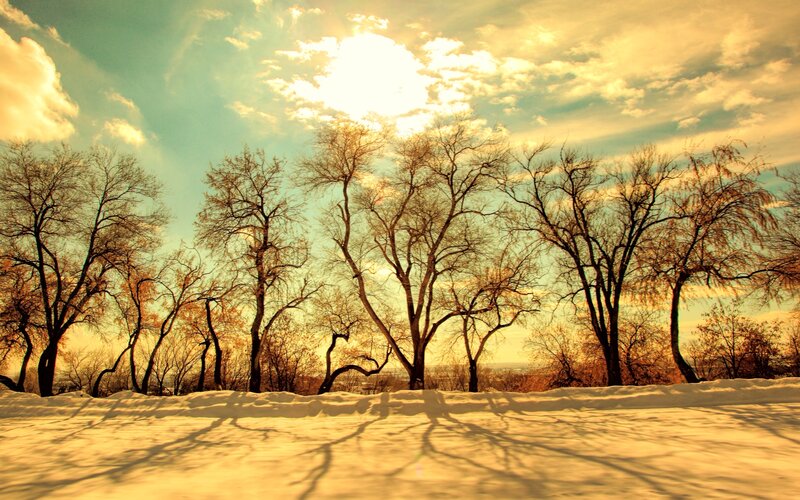Bare Trees in Snow — Yellow, Dramatic