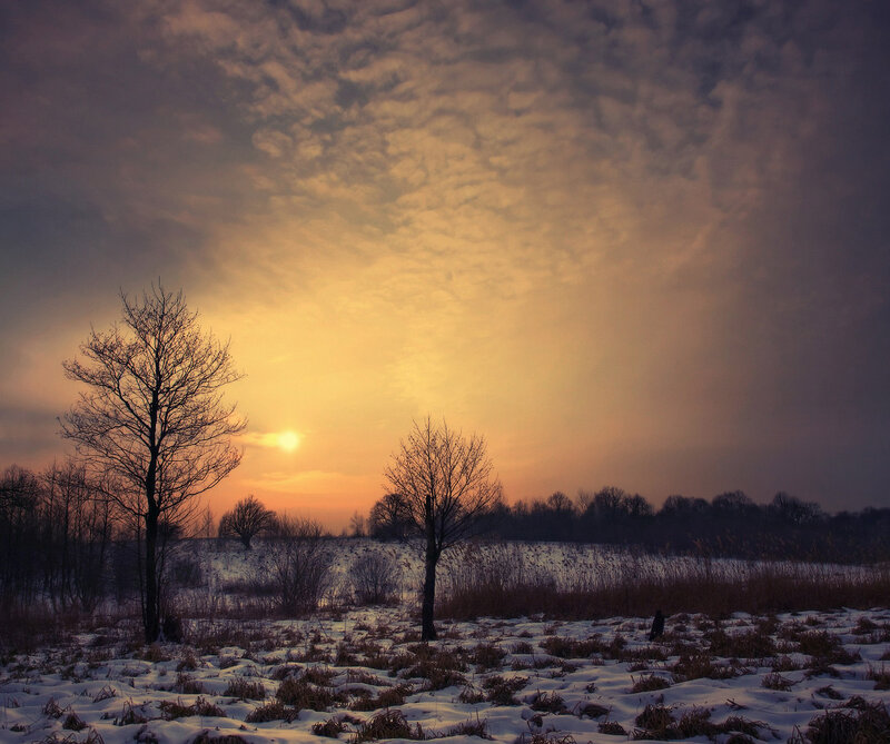 Bare Trees in Snow — Yellow, Serene
