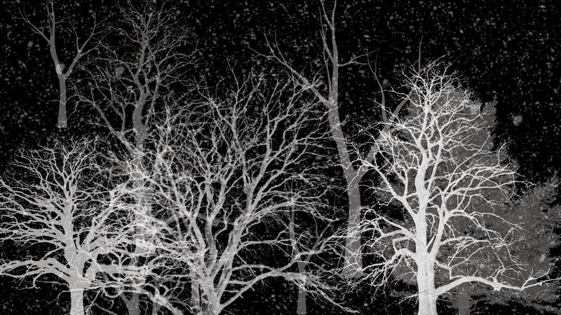 Bare Trees in Snowfall