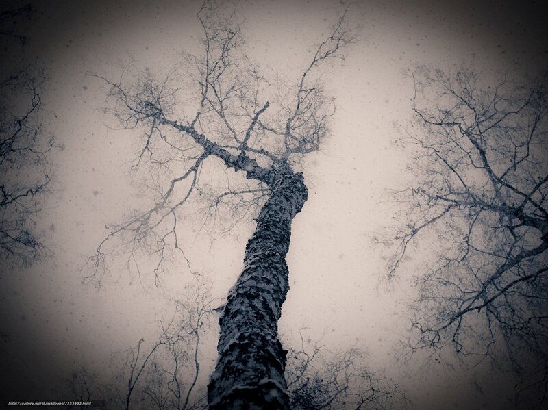Bare Trees in Snowfall