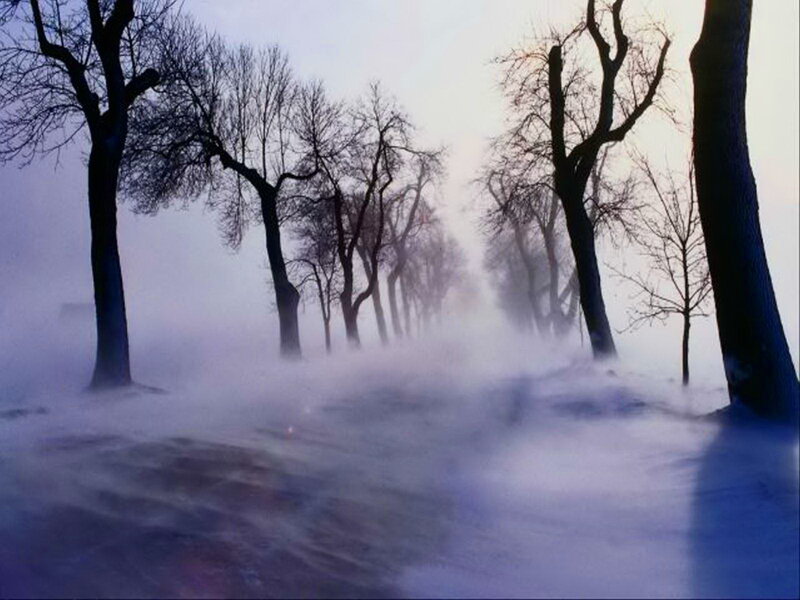 Bare Trees in Snowstorm — Blue