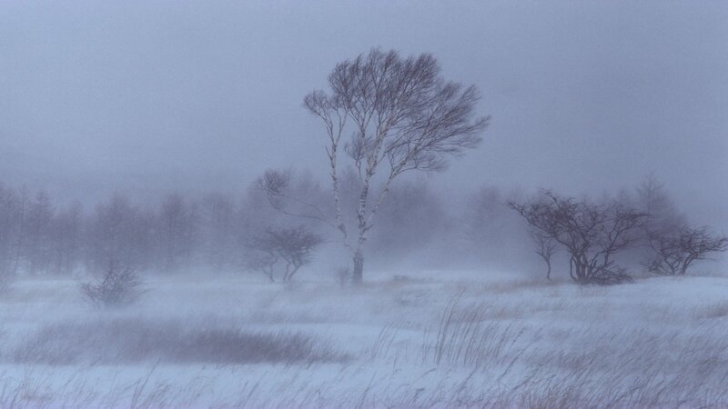 Bare Trees in Snowstorm — White, Cold, Bleak