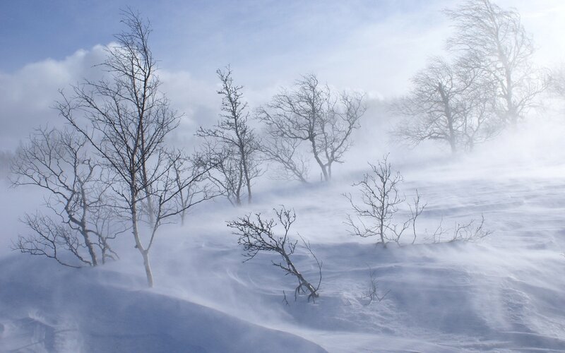 Bare Trees in Snowstorm — White, Cold, Harsh
