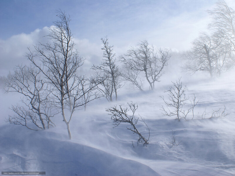 Bare Trees in Snowstorm — White, Cold, Winter