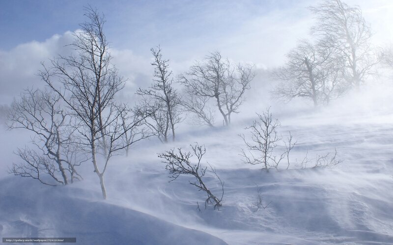 Bare Trees in Snowstorm — White