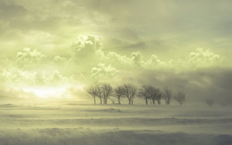 Bare Trees in Snowstorm — Yellow, Dramatic