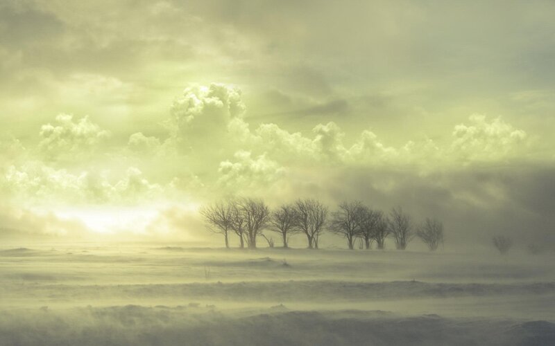 Bare Trees in Snowstorm — Yellow