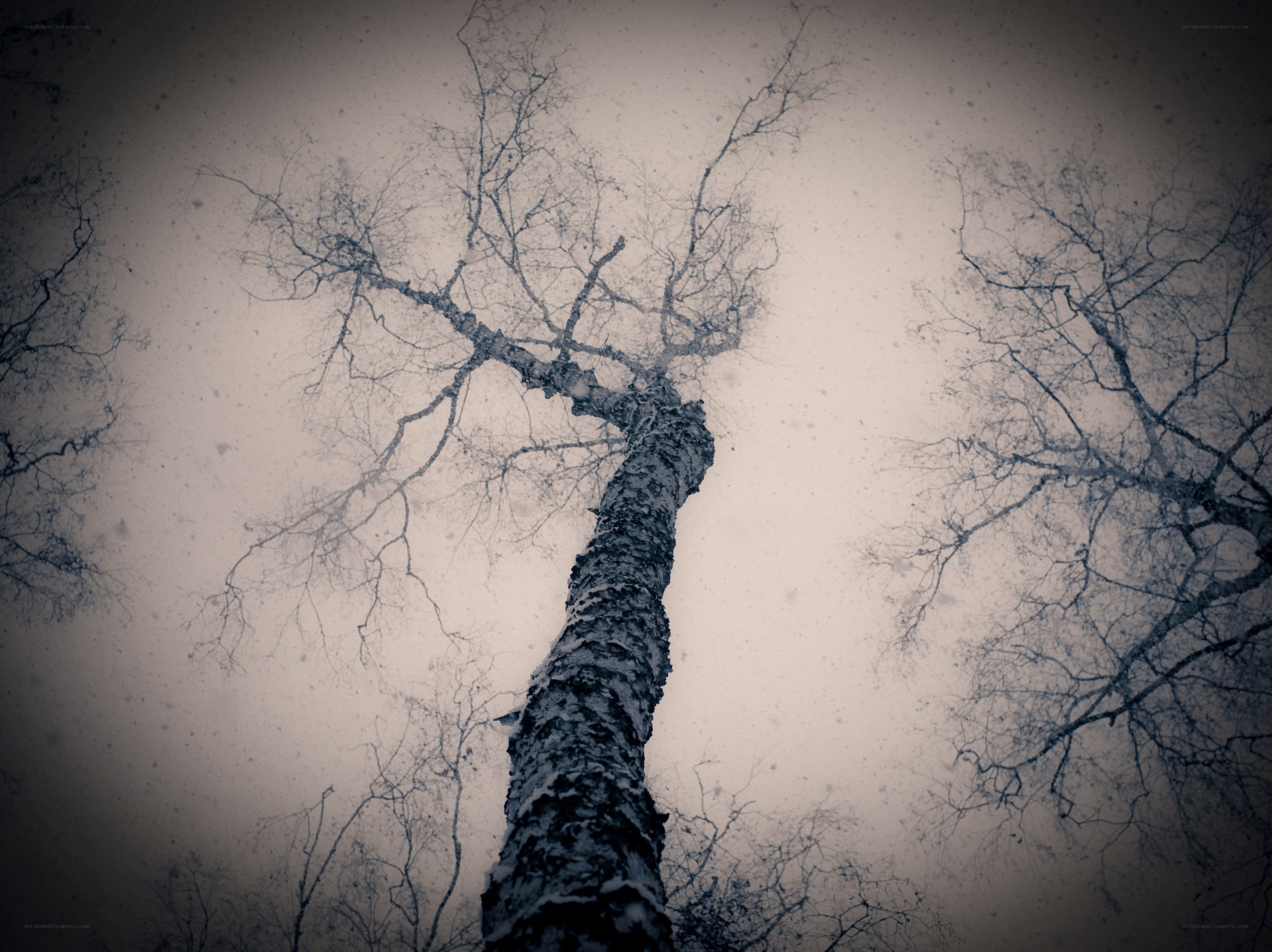 Bare Trees in Snowstorm