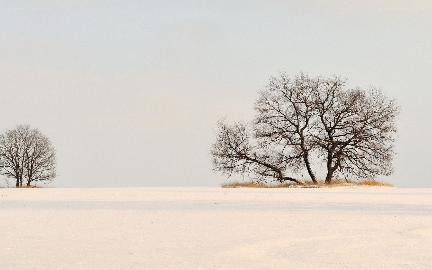 Bare trees in snowy field