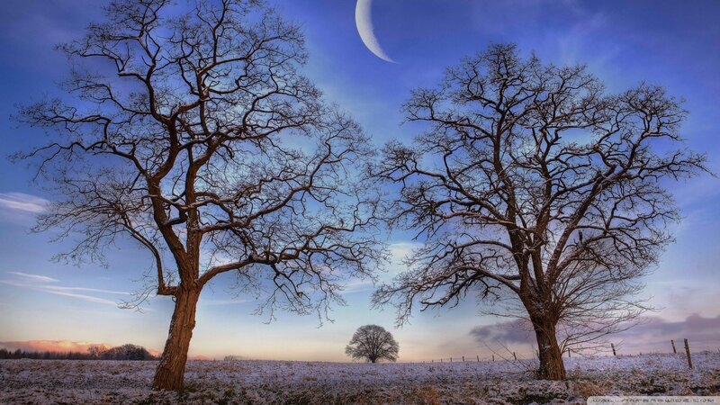 Bare Trees in Snowy Field — Blue
