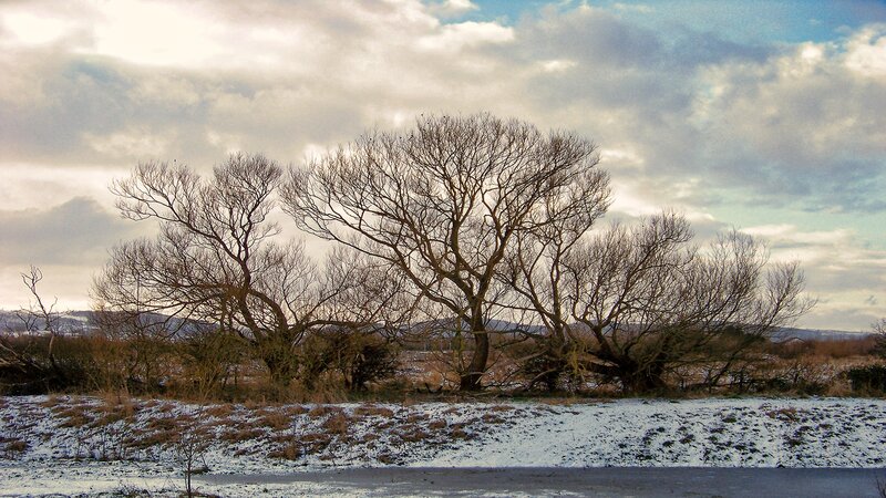 Bare trees in snowy field