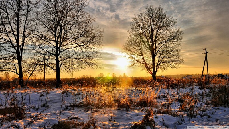 Bare Trees in Snowy Field — Yellow