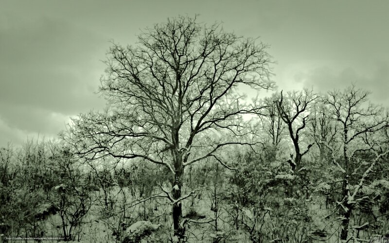 Bare trees in snowy forest