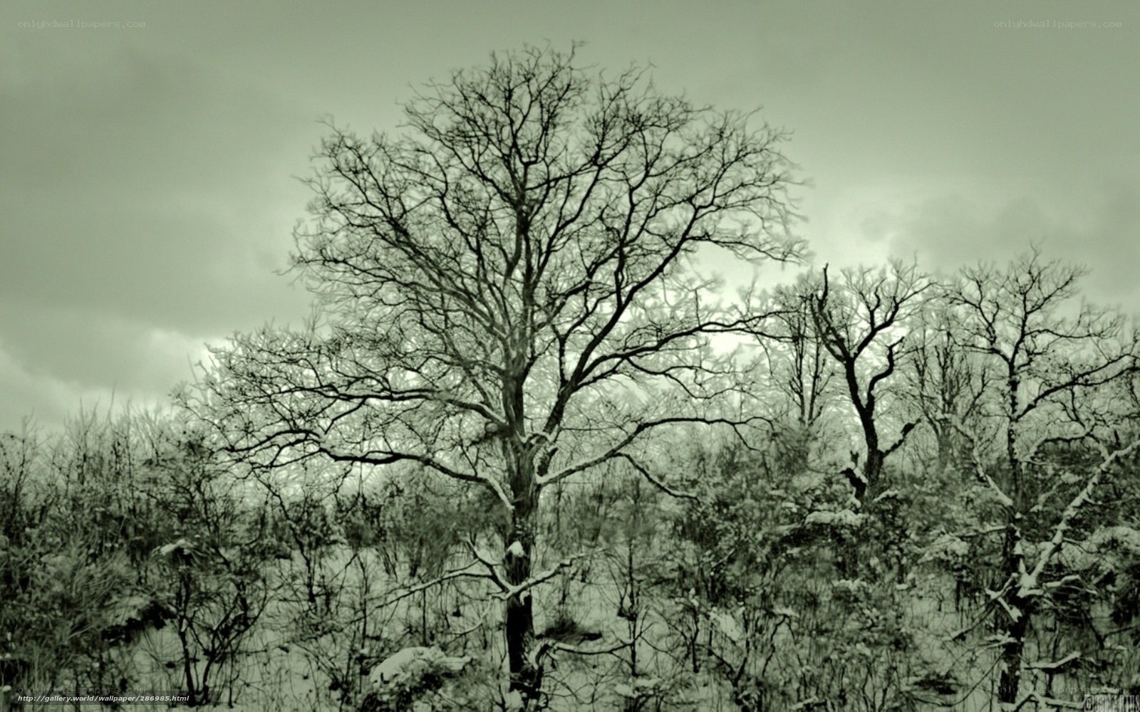 Bare trees in snowy forest