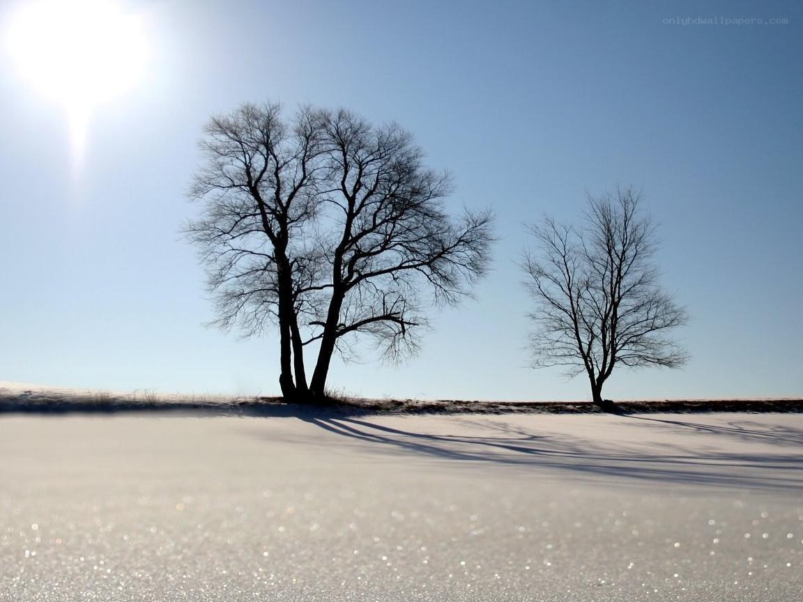 Bare trees in snowy landscape