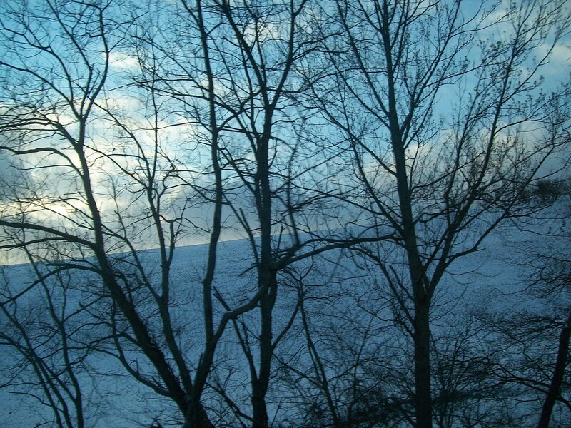 Bare trees in snowy landscape