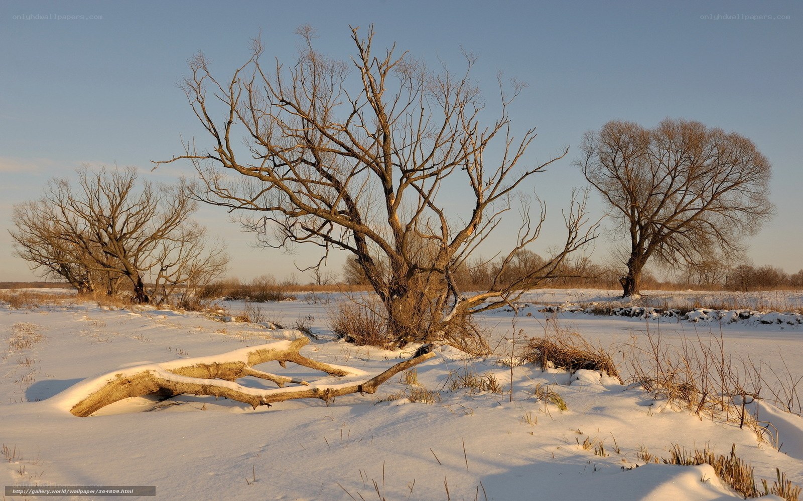 Bare trees in snowy landscape