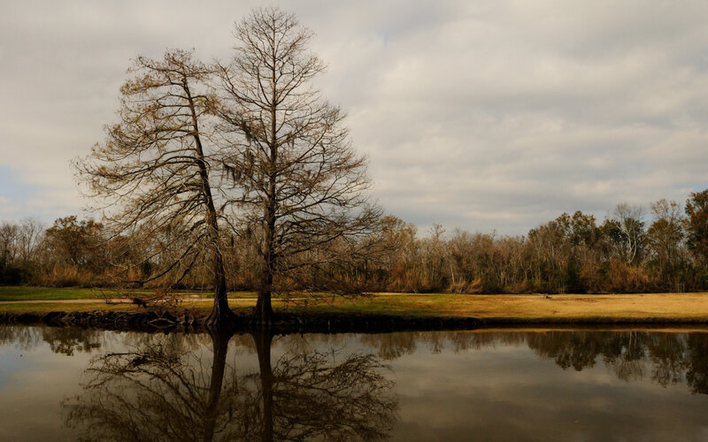 Bare Trees in Swamp