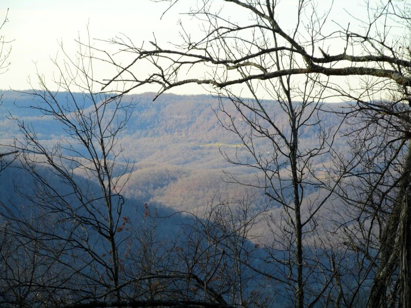 Bare Trees in Valley