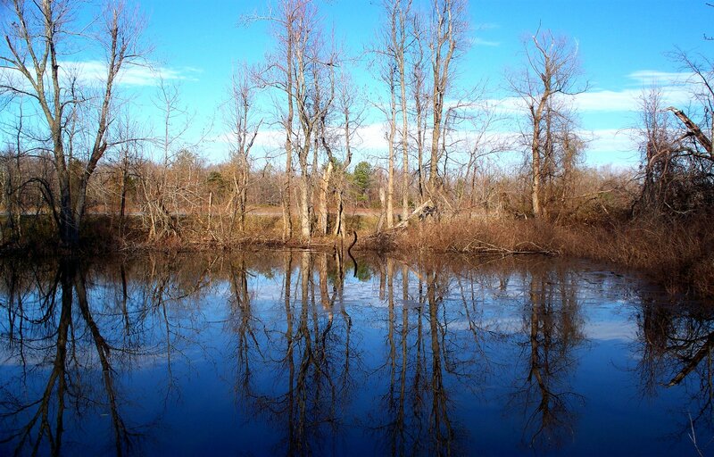 Bare Trees in Water — Blue