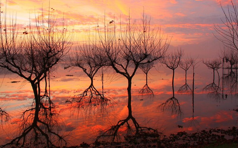 Bare Trees in Water — Orange, Dramatic, Sunset