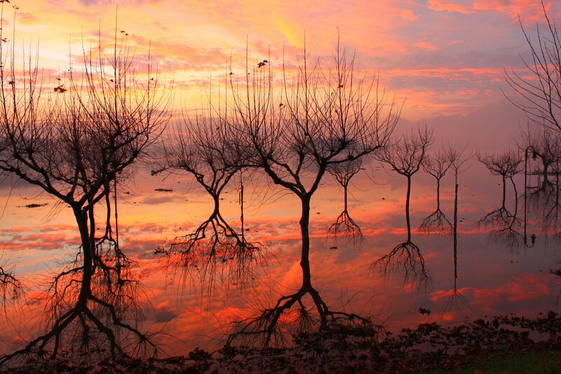 Bare Trees in Water — Orange, Dramatic