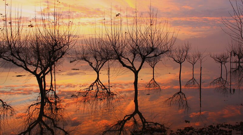 Bare Trees in Water — Orange, Serene, Sunset