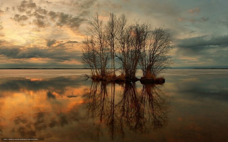 Bare Trees in Water — Orange, Serene