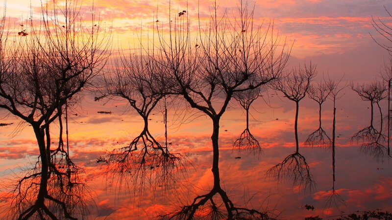Bare Trees in Water — Orange