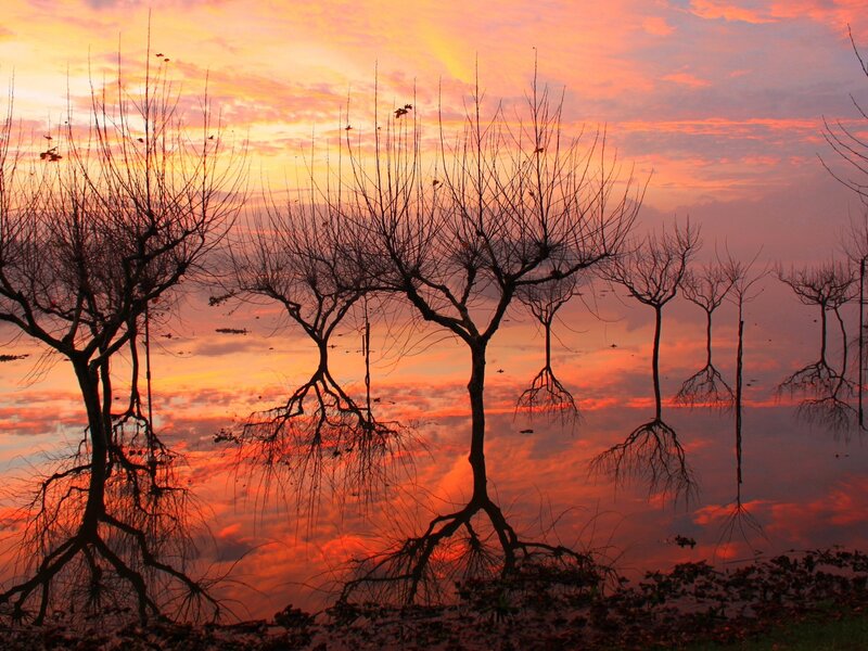 Bare Trees in Water