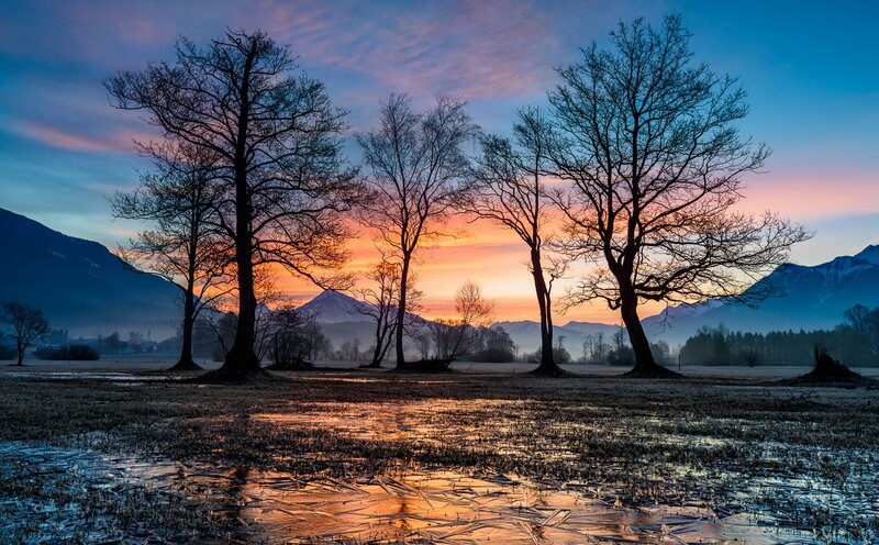 Bare Trees in Wet Field