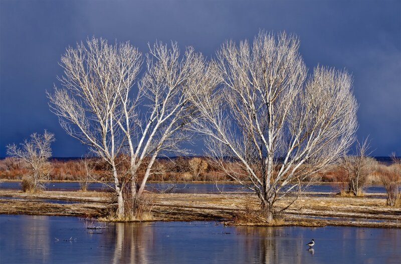Bare Trees in Wetland — Blue