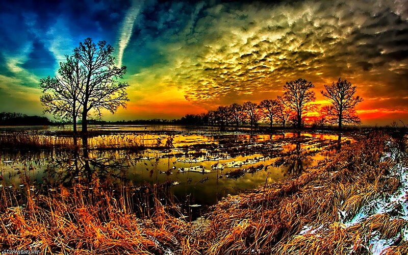 Bare Trees in Wetland