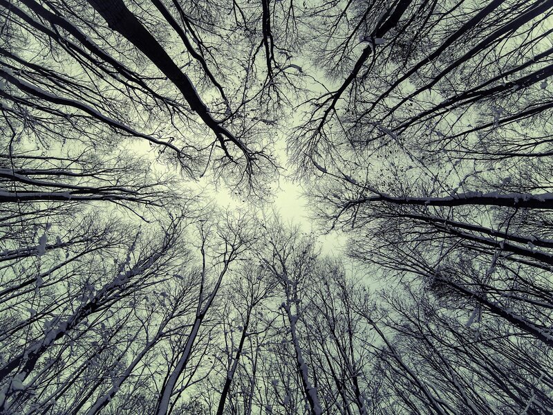 Bare Trees in Winter — Black