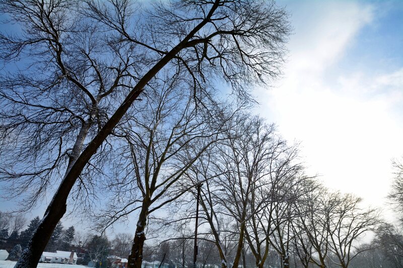 Bare Trees in Winter — Blue, Cold