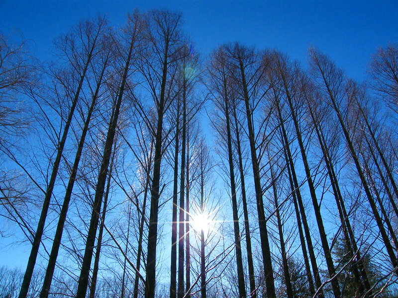 Bare Trees in Winter — Blue, Serene