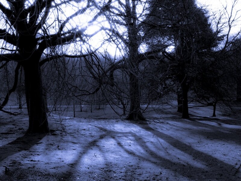 Bare Trees in Winter — Blue