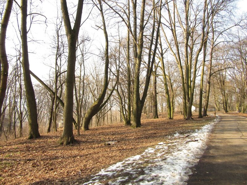 Bare Trees in Winter — Brown, Calm
