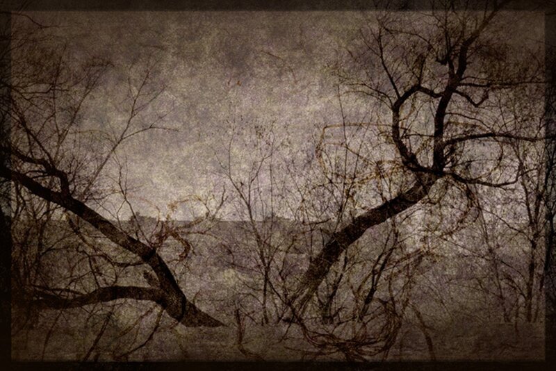 Bare Trees in Winter — Brown