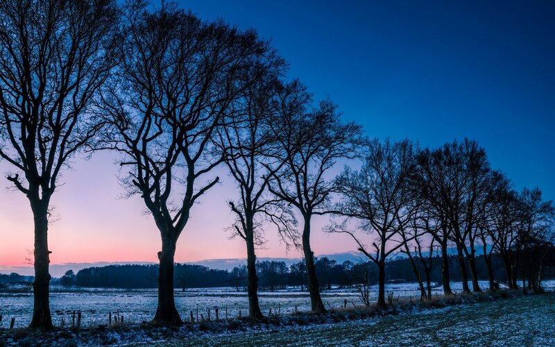Bare Trees in Winter Field — Blue