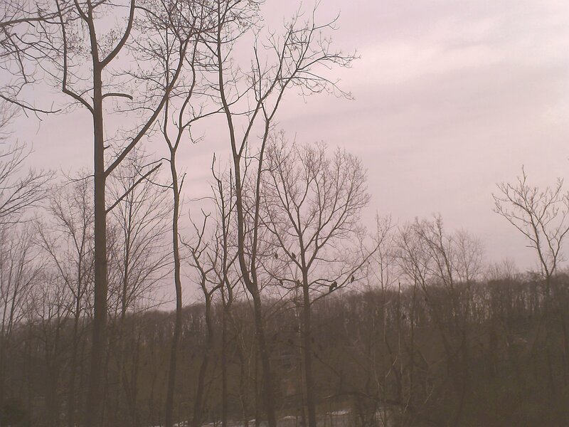 Bare Trees in Winter — Gray